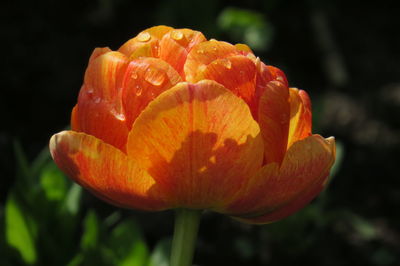 Close-up of orange flower on field