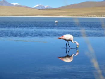 Reflection of flamingo foraging in lake against mountains