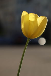 Close-up of yellow rose flower