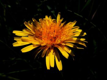 Close-up of yellow flower