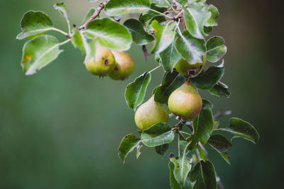 Close-up of pear fruits on tree