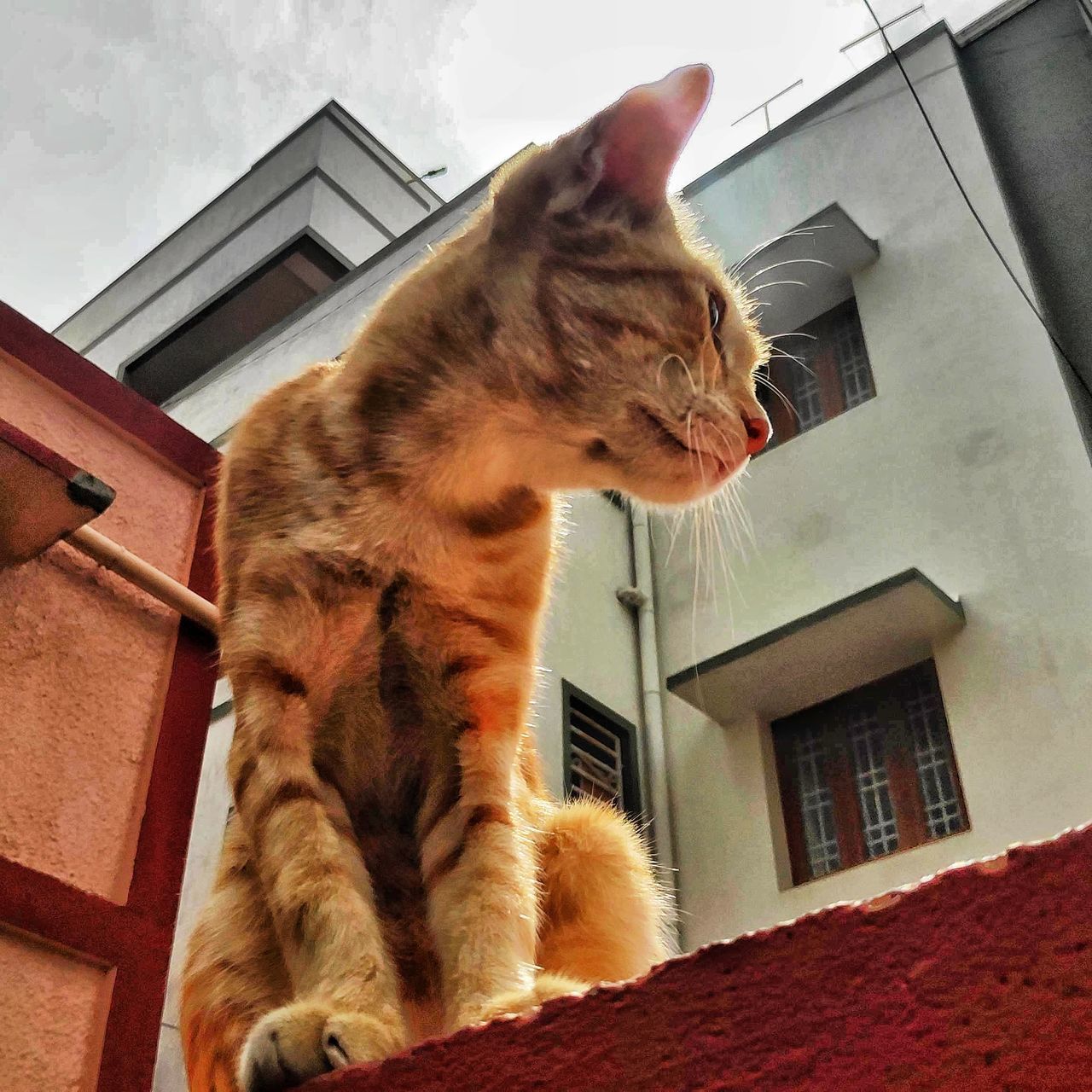 cat, mammal, domestic cat, animal themes, feline, domestic animals, domestic, pets, animal, one animal, architecture, vertebrate, built structure, low angle view, window, no people, building exterior, building, day, house, whisker, ginger cat