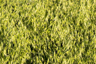 Full frame shot of plants on field