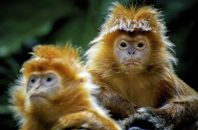 Portrait of monkey