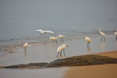 Flock of birds in water