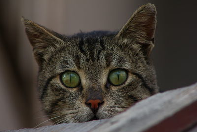 Close-up portrait of a cat