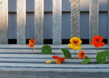 Yellow flowers blooming in front of house