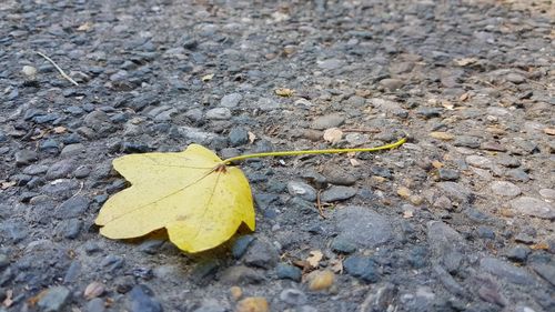 High angle view of maple leaf on street