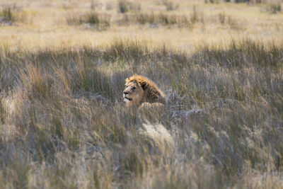 Lion on field in zoo