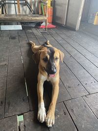 dog