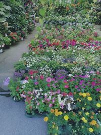 View of flowering plants in garden