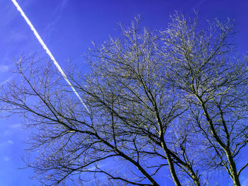 Low angle view of tree against sky