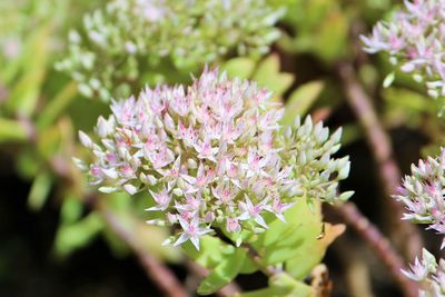 Close-up of flowers blooming outdoors