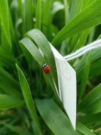 Close-up of ladybug on leaf