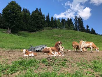 Horses in a field