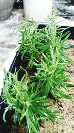 High angle view of plants