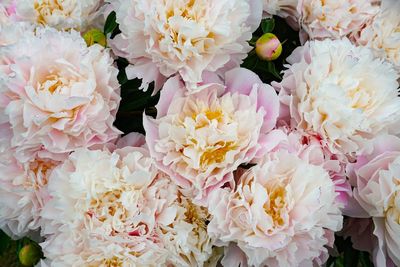 Close-up of pink rose bouquet