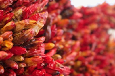 Close-up of multi colored leaves