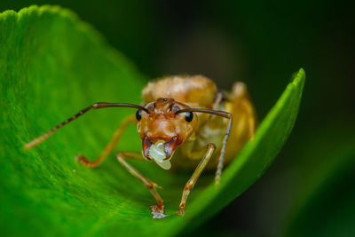 Close-up of insect on leaf