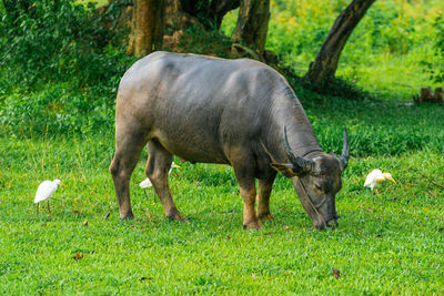 Sheep grazing in a field