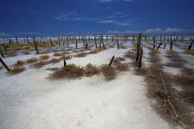 Wooden posts on beach against sky during winter