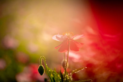 Close-up of red flowering plant