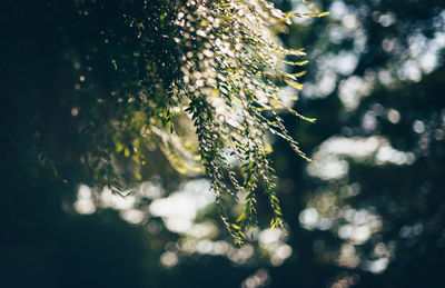 Close-up of plants against blurred background