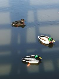 High angle view of duck swimming in water