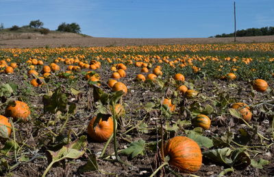View of pumpkins in field