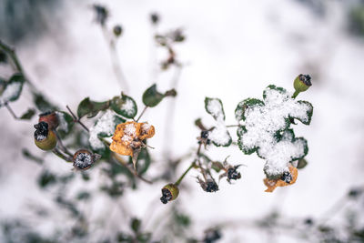 Dead rosescin winter covered with snow