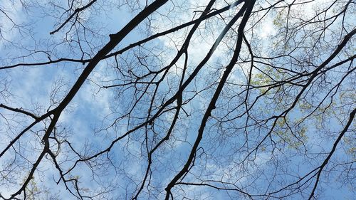 Low angle view of bare trees against sky