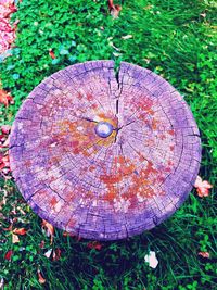 High angle view of tree stump