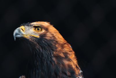 Close-up of eagle