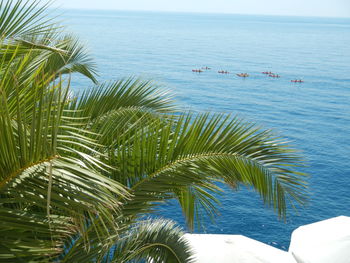 Palm tree by sea against sky