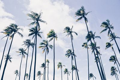 Low angle view of palm trees against sky