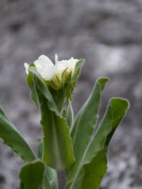 Close-up of white flowering plant