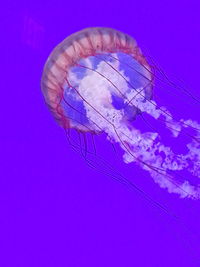 Jellyfish in water