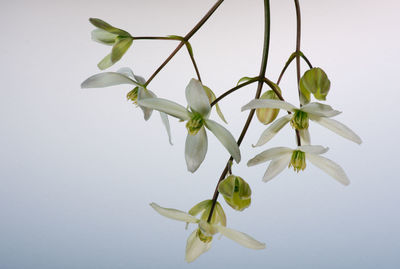 Low angle view of leaves