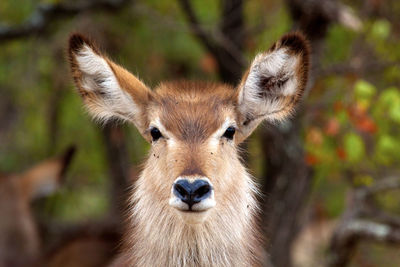 Close-up of portrait of waterbuck