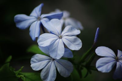 Close-up of white flowers blooming outdoors