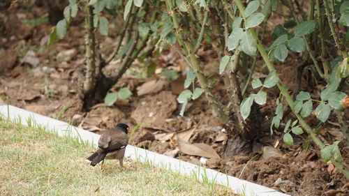 High angle view of bird perching on field