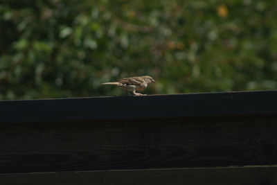 Low angle view of bird flying against blurred background