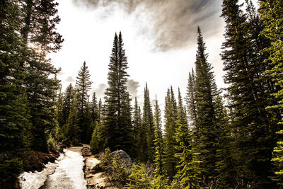 Pine trees in forest against sky