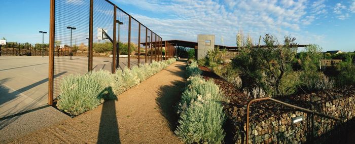 Plants growing on land against sky
