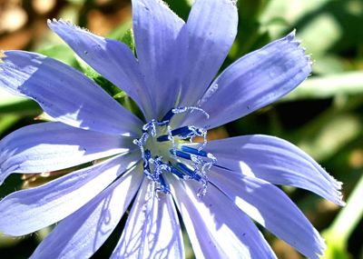 Close-up of purple flower