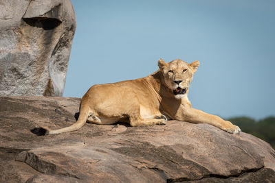 Lioness sits on sunny kopje watching camera
