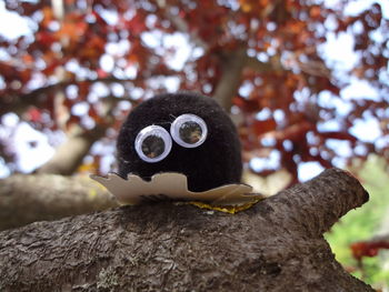 Low angle view of stone on tree trunk