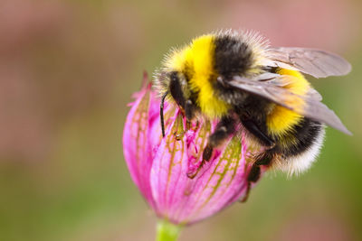 Close-up of honey bee on pink flower