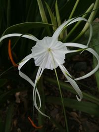 Close-up of plant