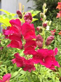 Close-up of pink flowers blooming outdoors